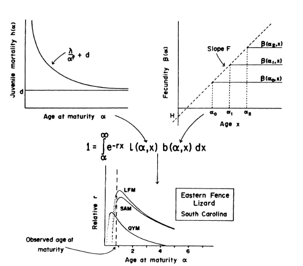 Stearns_1980_Fig4.png.png
